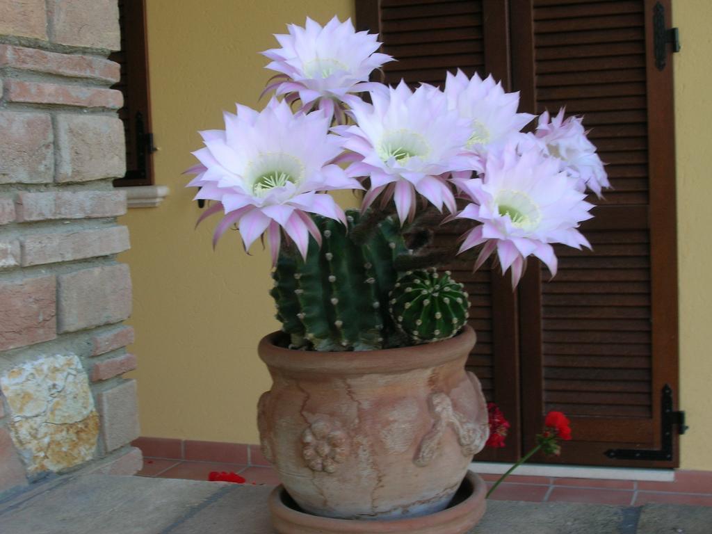 B&B La Casa Fra Gli Olivi Marsciano Luaran gambar